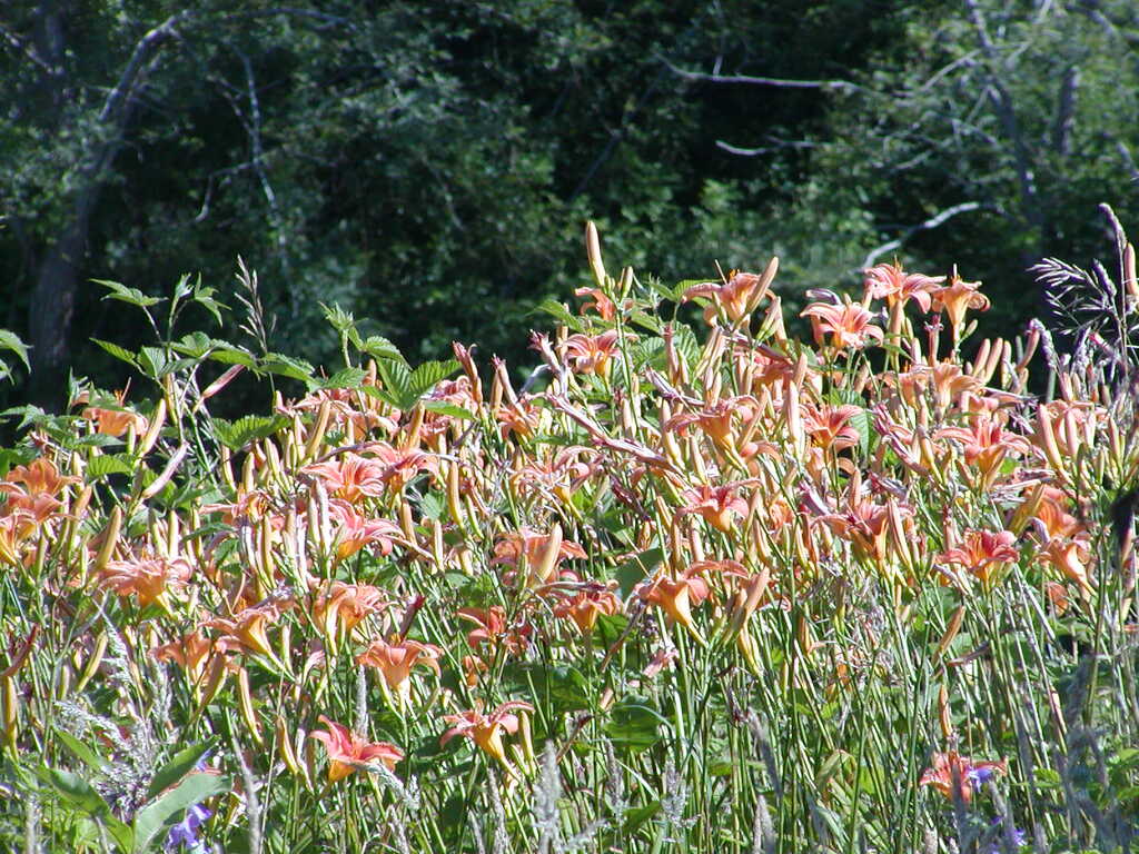 No description provided for: /2009/0715-fort-hill/_4/photo81.html