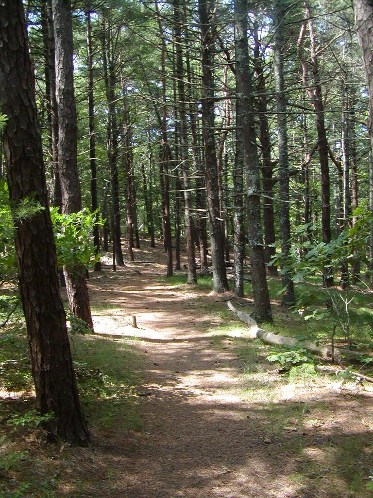 No description provided for: /2009/0715-jkenrick-woods/_1/photo05.html