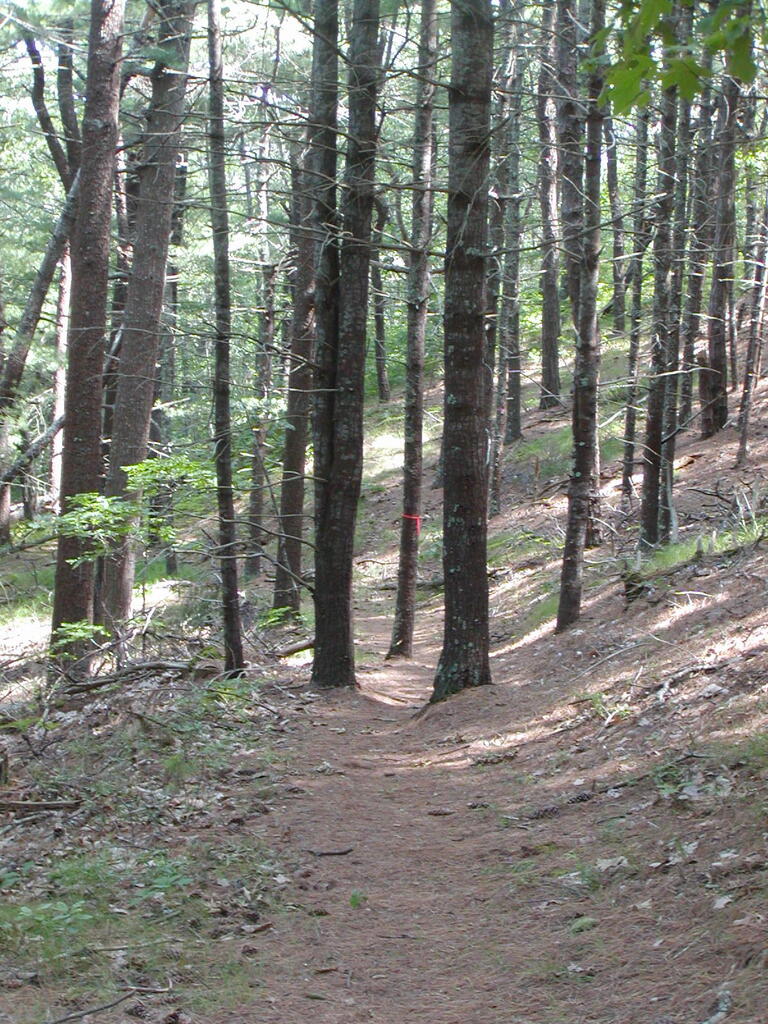 No description provided for: /2009/0715-jkenrick-woods/_1/photo07.html