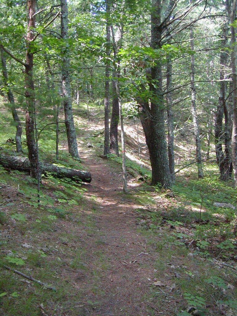 No description provided for: /2009/0715-jkenrick-woods/_1/photo08.html