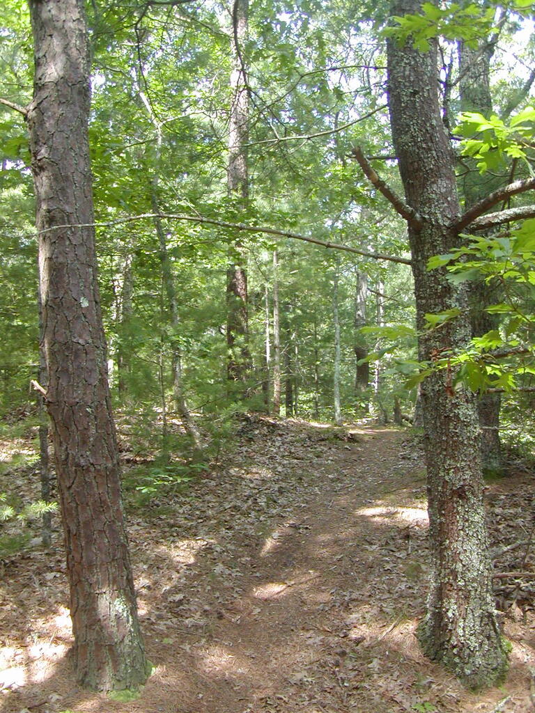 No description provided for: /2009/0715-jkenrick-woods/_1/photo10.html