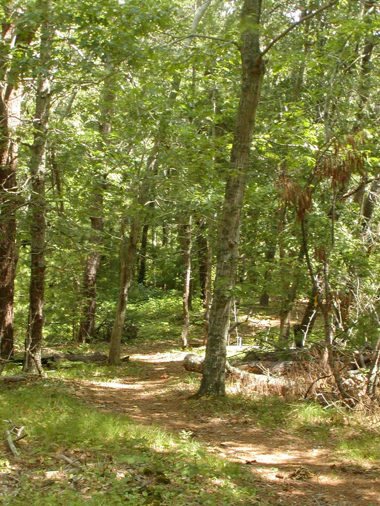 No description provided for: /2009/0715-jkenrick-woods/_1/photo14.html