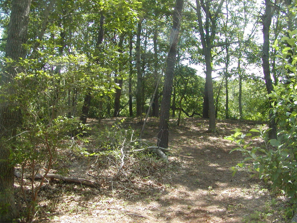 No description provided for: /2009/0715-jkenrick-woods/_2/photo22.html