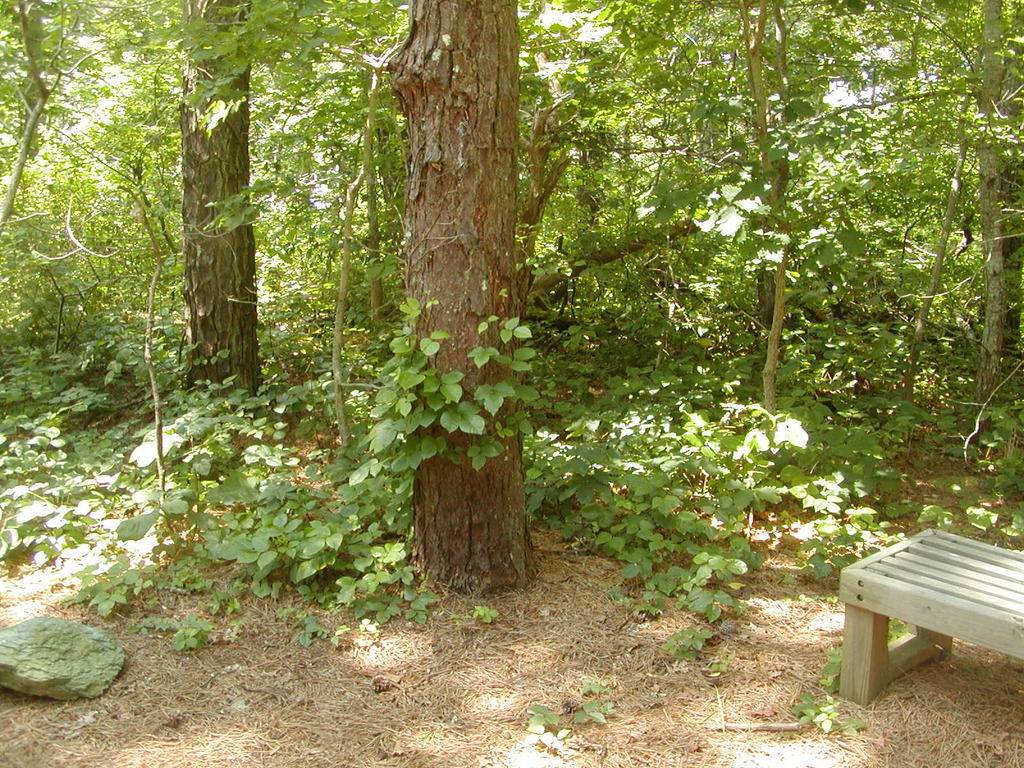 No description provided for: /2009/0715-paw-wah-pond/_2/photo25.html