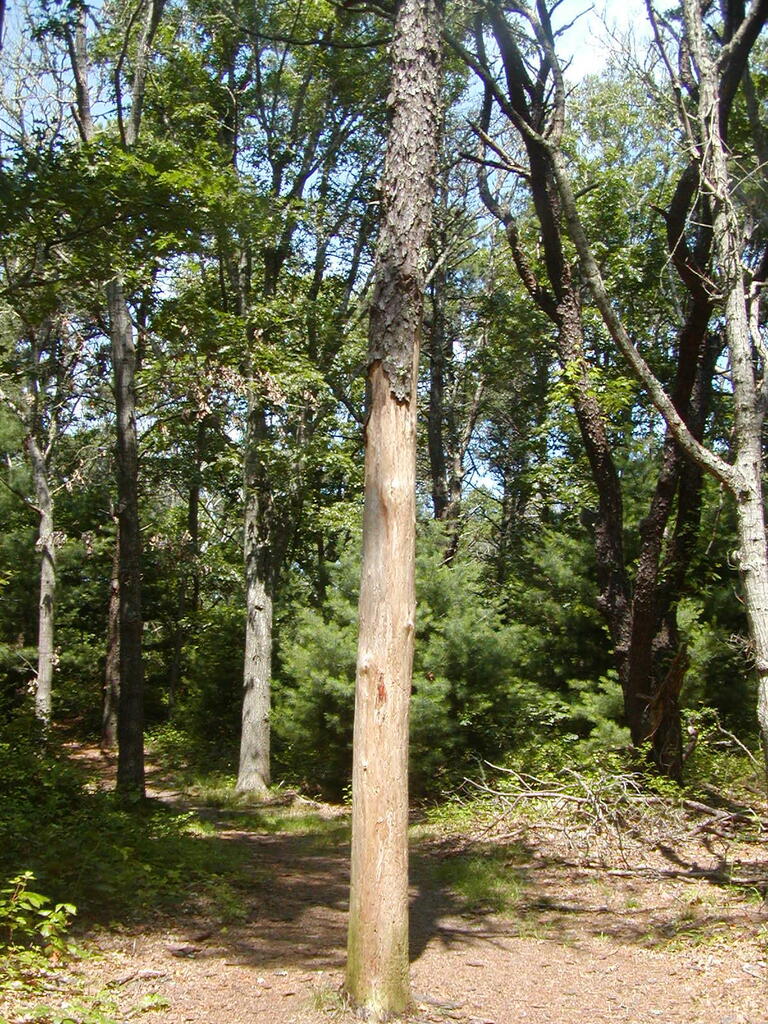 No description provided for: /2009/0715-paw-wah-pond/_2/photo28.html