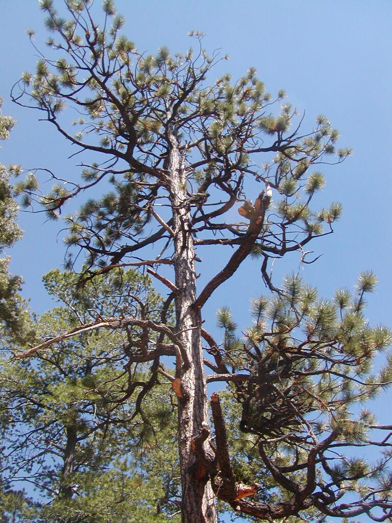 No description provided for: /2009/0810-new-mexico/_2/photo30.html