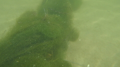 Image file: photo46.jpg