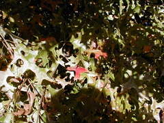 Image file: photo01.jpg