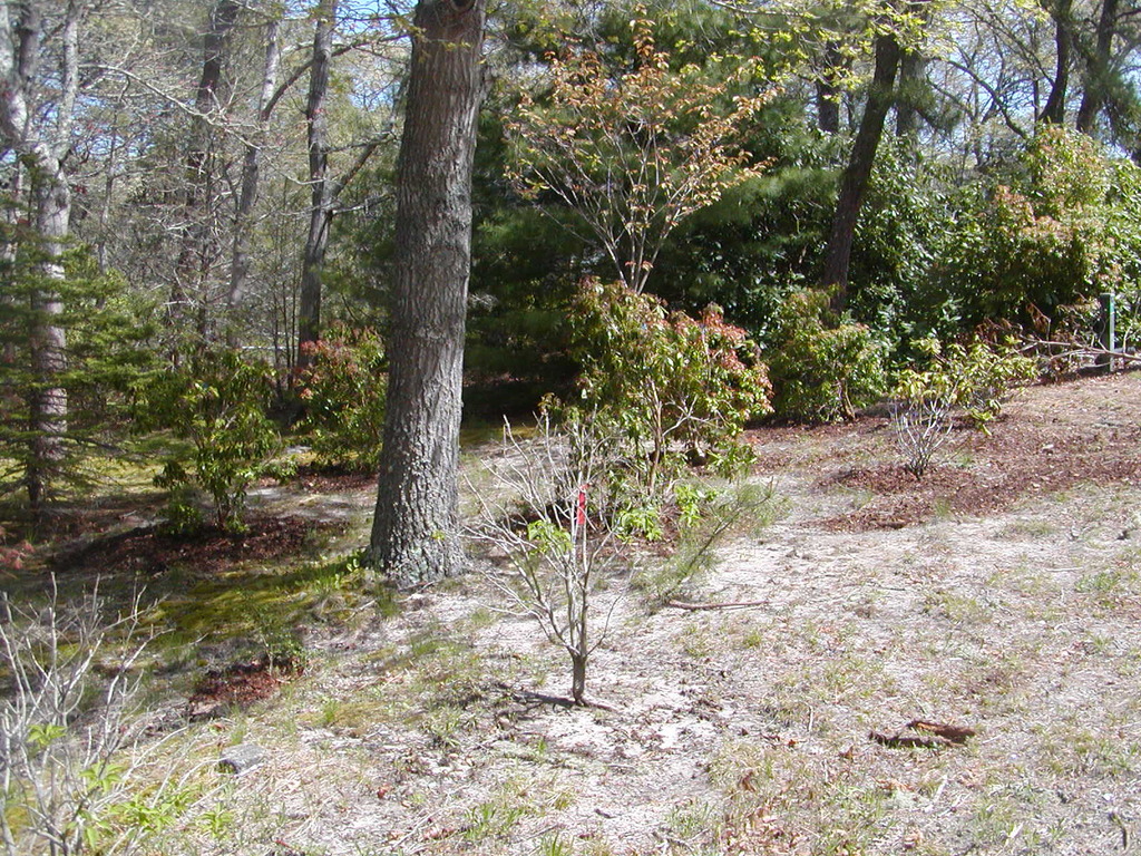 No description provided for: /2010/04-06/0504-cape-yard/photo09.html