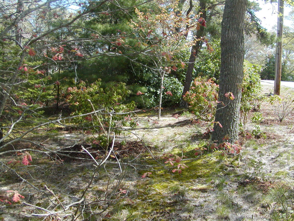 No description provided for: /2010/04-06/0504-cape-yard/photo10.html