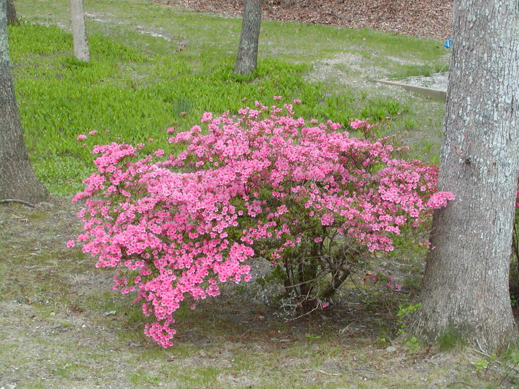 No description provided for: /2010/04-06/0504-cape-yard/photo12.html