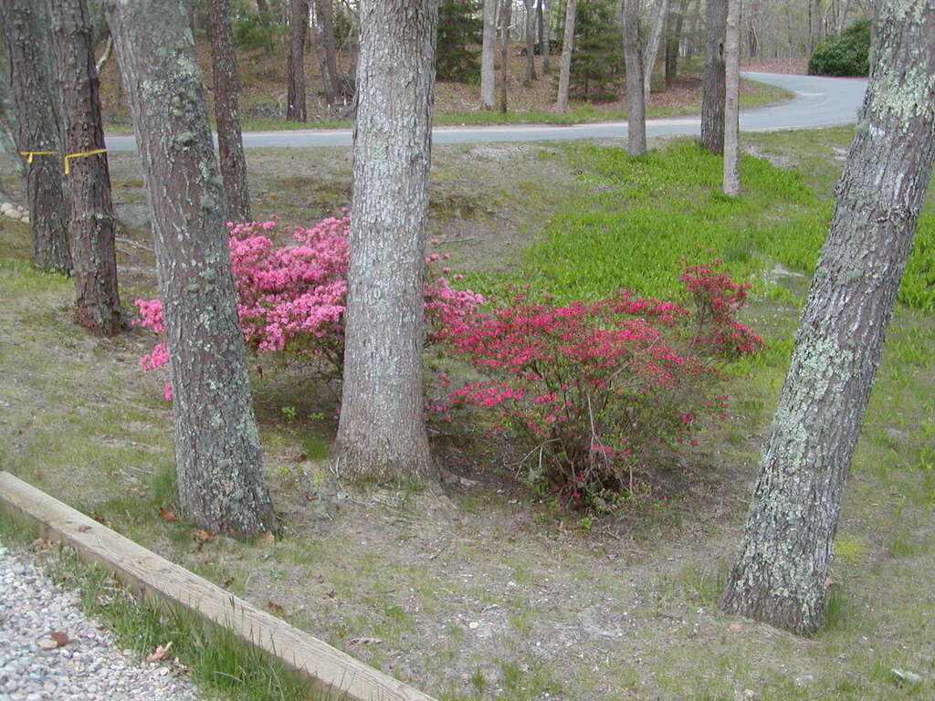 No description provided for: /2010/04-06/0504-cape-yard/photo13.html