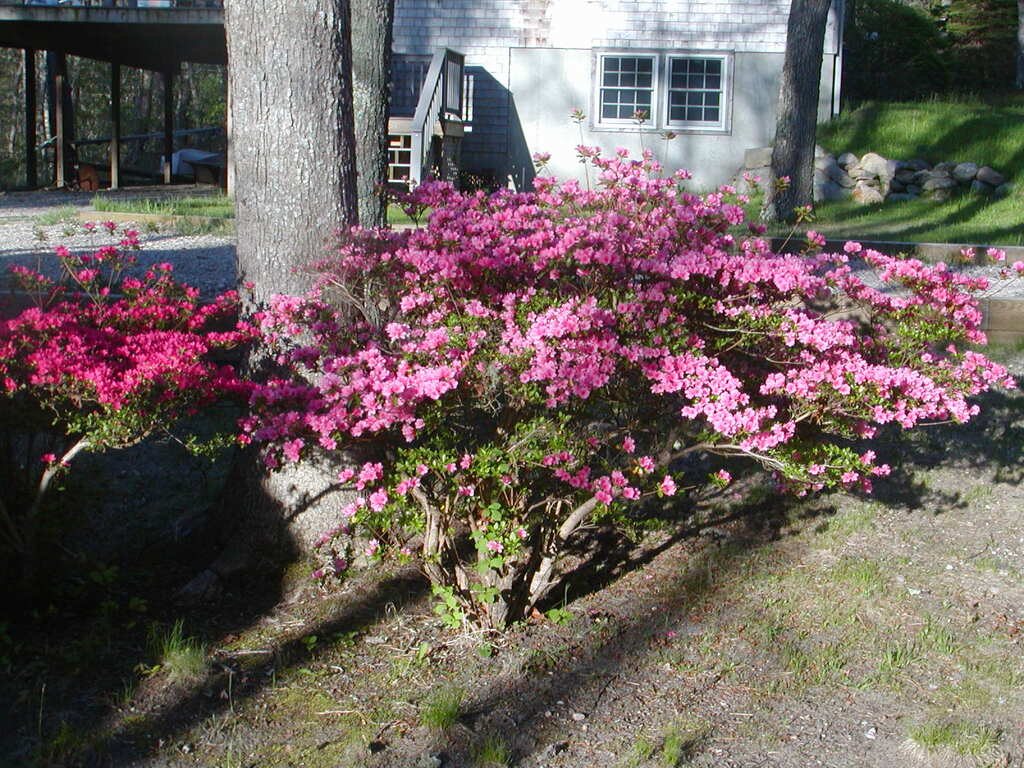 No description provided for: /2010/04-06/0505-cape-yard/photo01.html