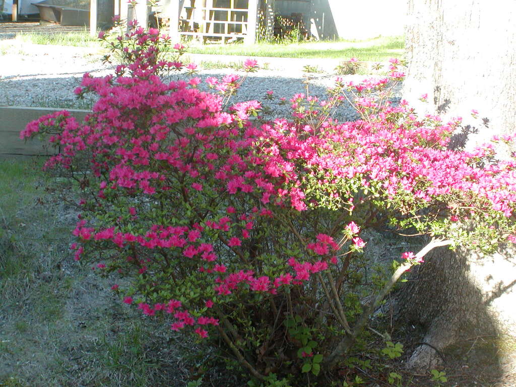 No description provided for: /2010/04-06/0505-cape-yard/photo02.html