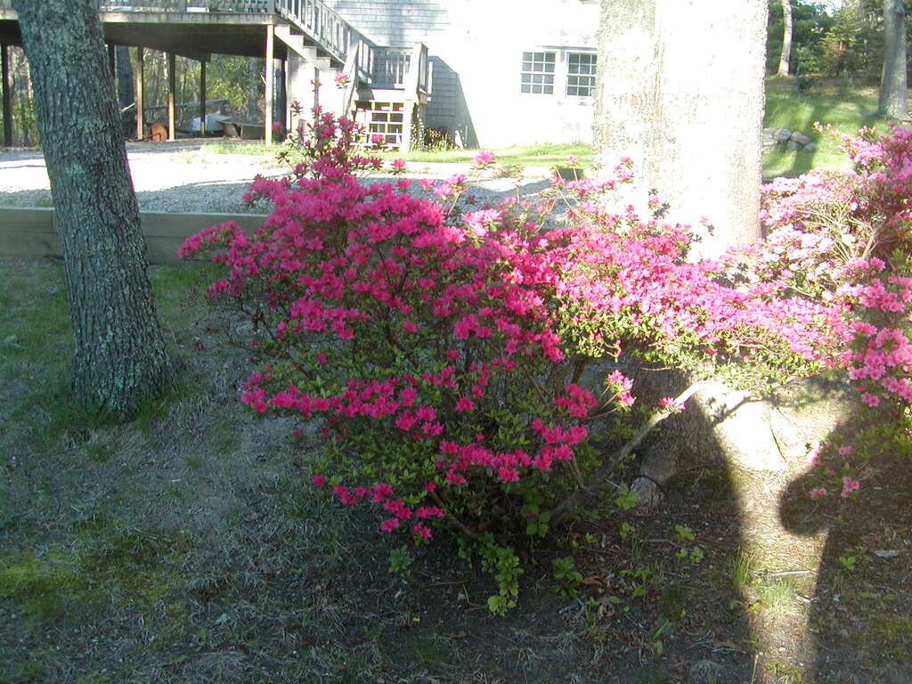 No description provided for: /2010/04-06/0505-cape-yard/photo03.html