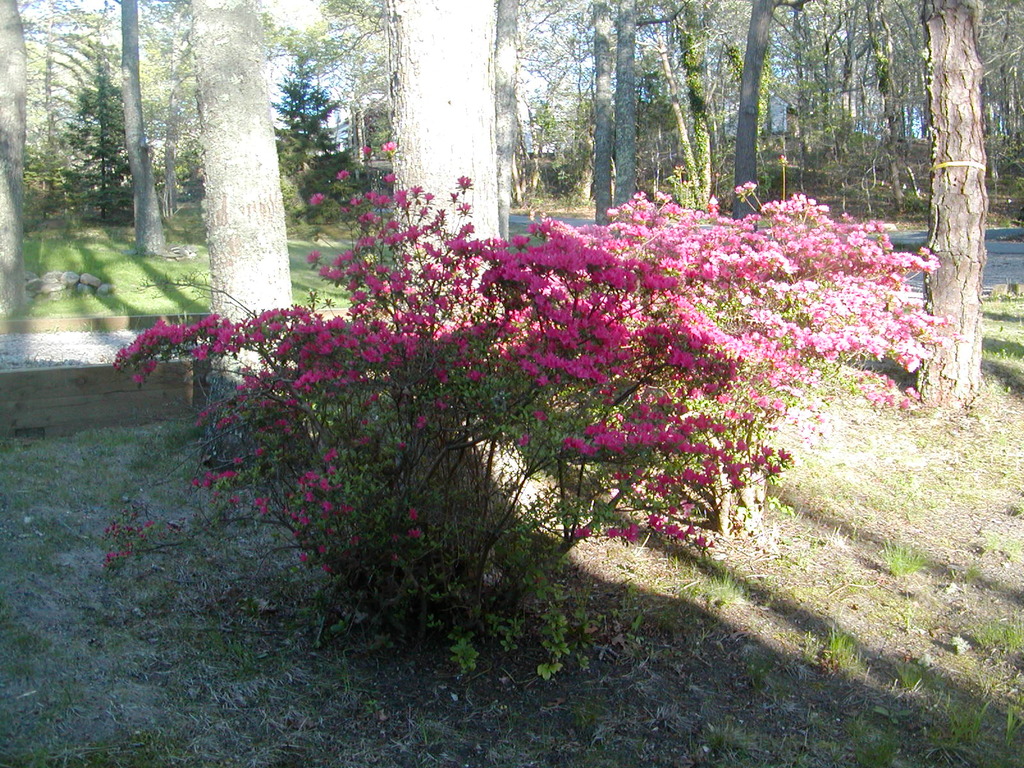 No description provided for: /2010/04-06/0505-cape-yard/photo04.html