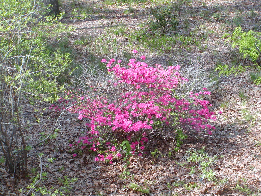 No description provided for: /2010/04-06/0506-cape-yard/photo01.html