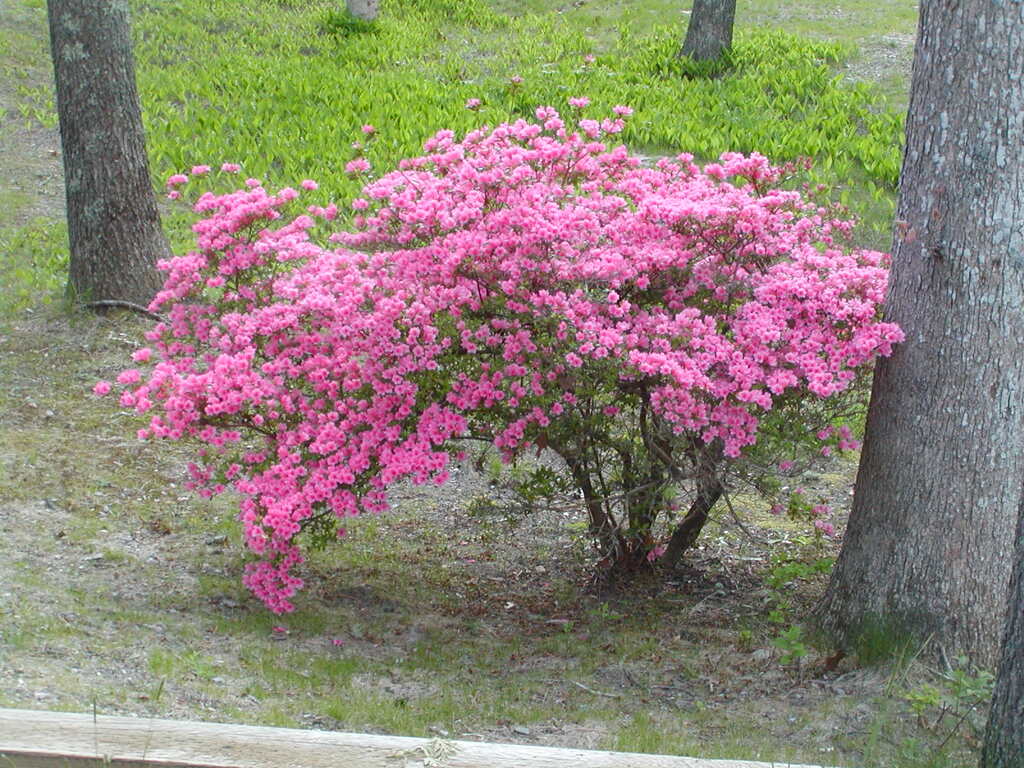 No description provided for: /2010/04-06/0506-cape-yard/photo03.html