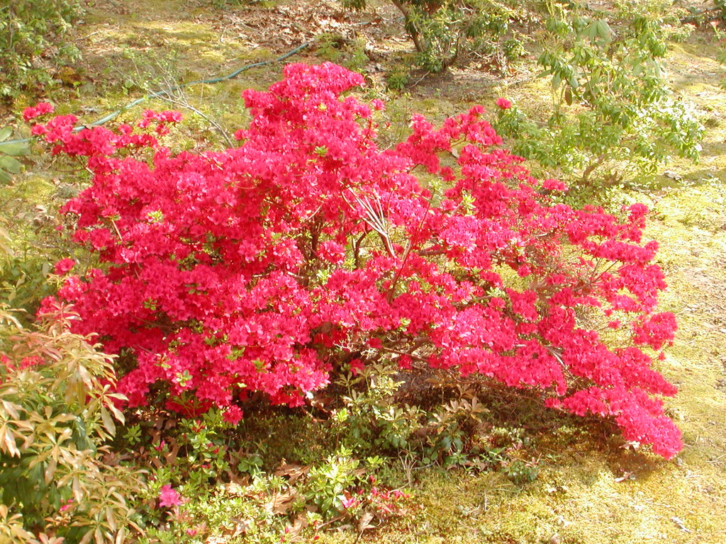 No description provided for: /2010/04-06/0506-cape-yard/photo06.html