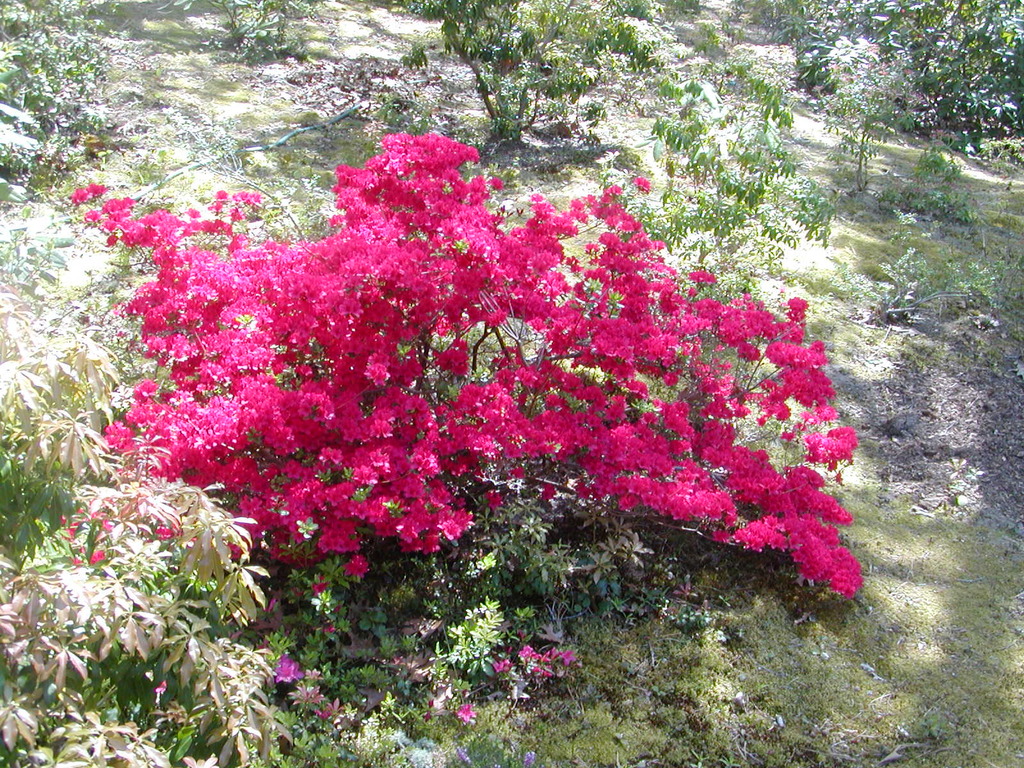 No description provided for: /2010/04-06/0507-cape-yard/photo02.html