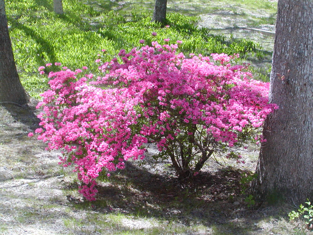 No description provided for: /2010/04-06/0507-cape-yard/photo04.html