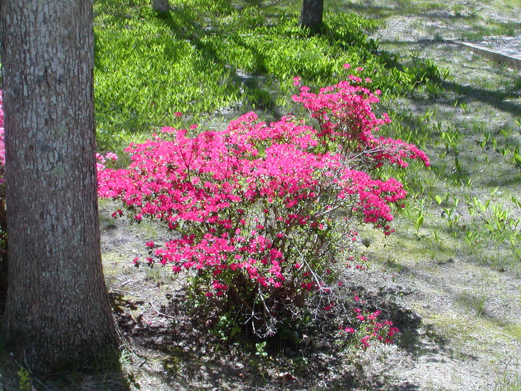 No description provided for: /2010/04-06/0507-cape-yard/photo05.html