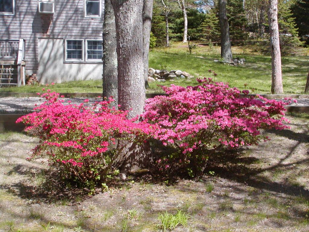 No description provided for: /2010/04-06/0507-cape-yard/photo07.html