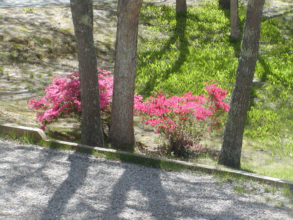 No description provided for: /2010/04-06/0507-cape-yard/photo09.html