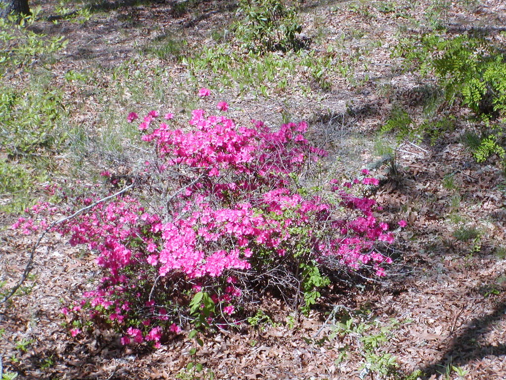 No description provided for: /2010/04-06/0507-cape-yard/photo10.html