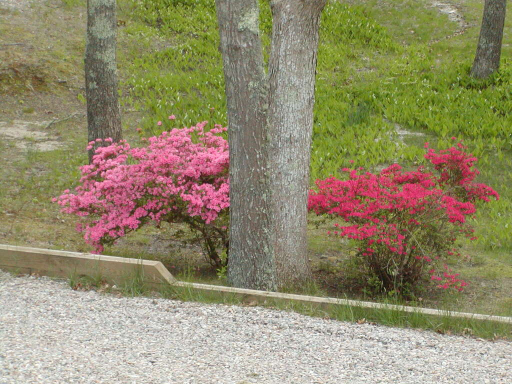 No description provided for: /2010/04-06/0511-cape-yard/photo01.html