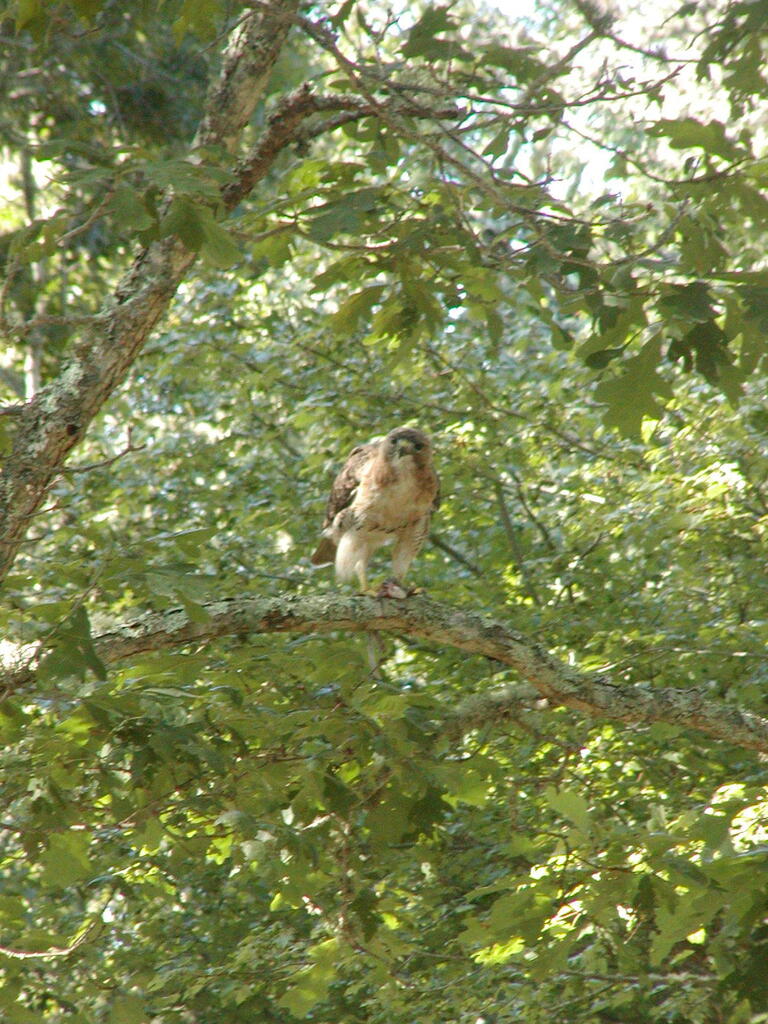 No description provided for: /2010/07-09/0814-hawk/photo01.html