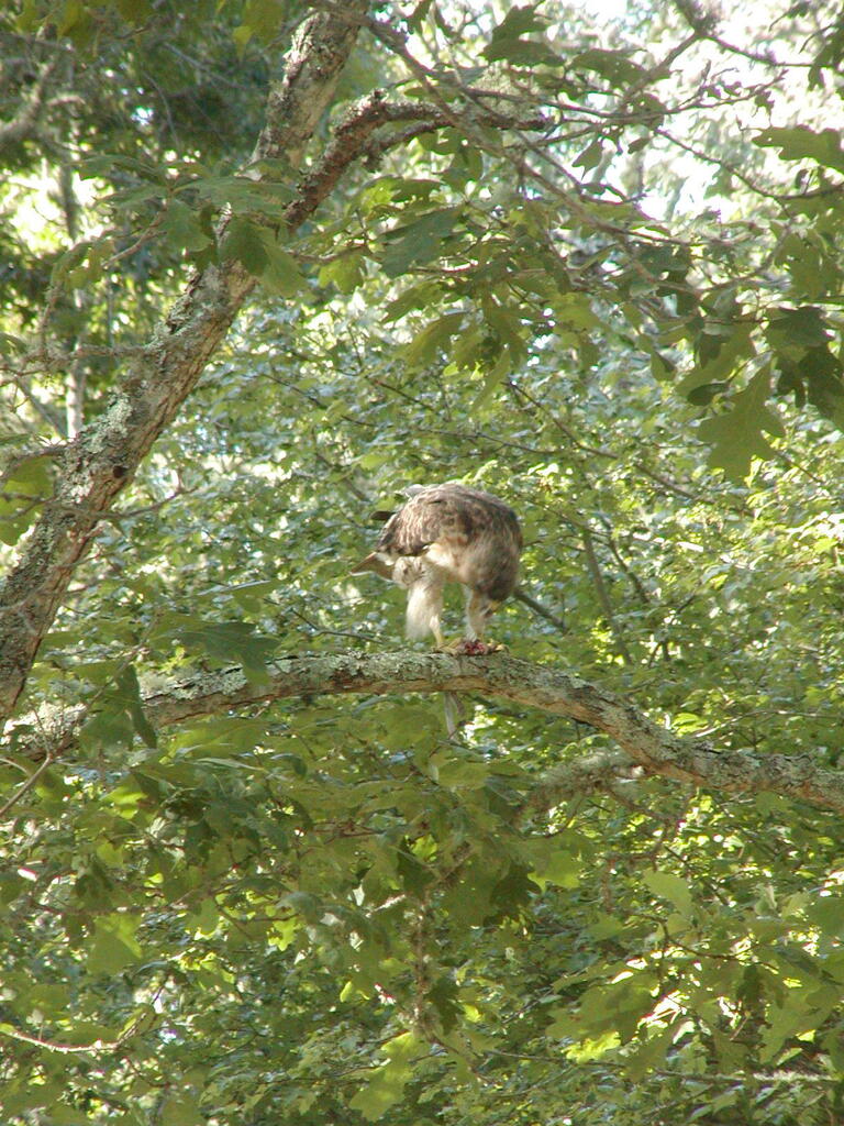 No description provided for: /2010/07-09/0814-hawk/photo02.html