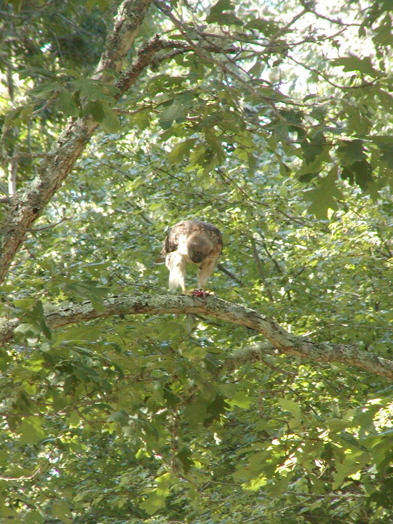 No description provided for: /2010/07-09/0814-hawk/photo03.html