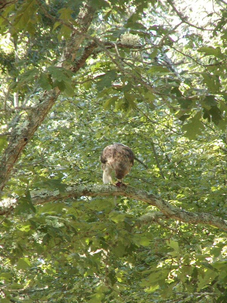 No description provided for: /2010/07-09/0814-hawk/photo04.html