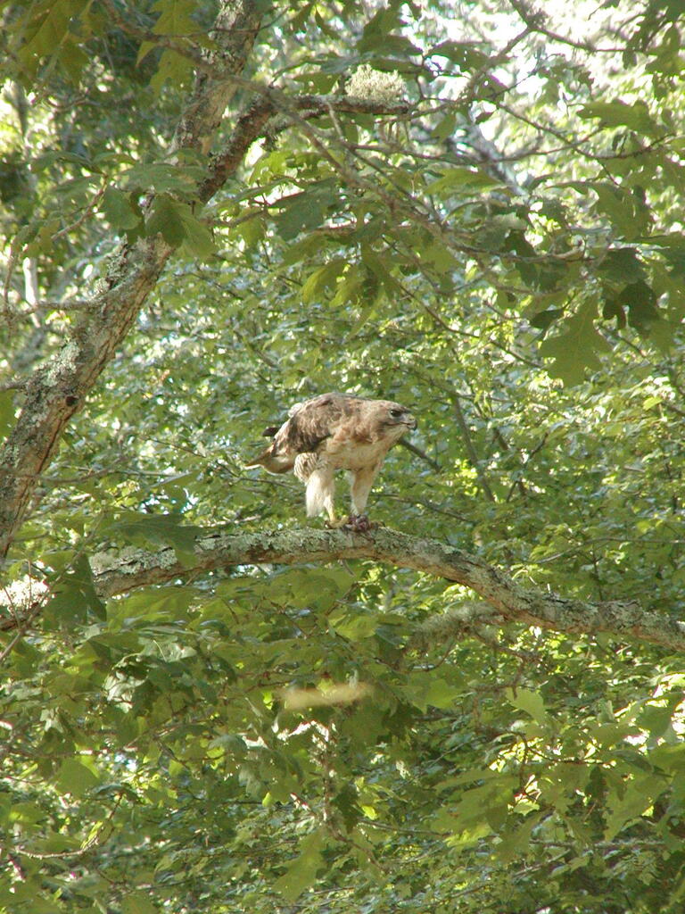 No description provided for: /2010/07-09/0814-hawk/photo05.html