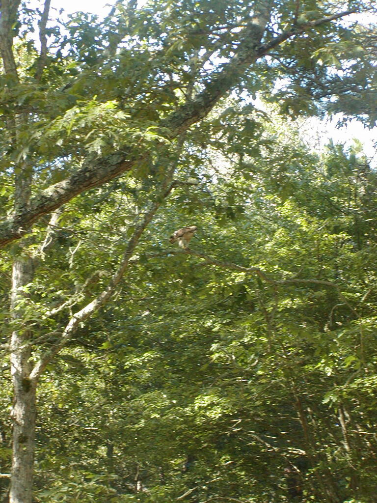 No description provided for: /2010/07-09/0814-hawk/photo06.html