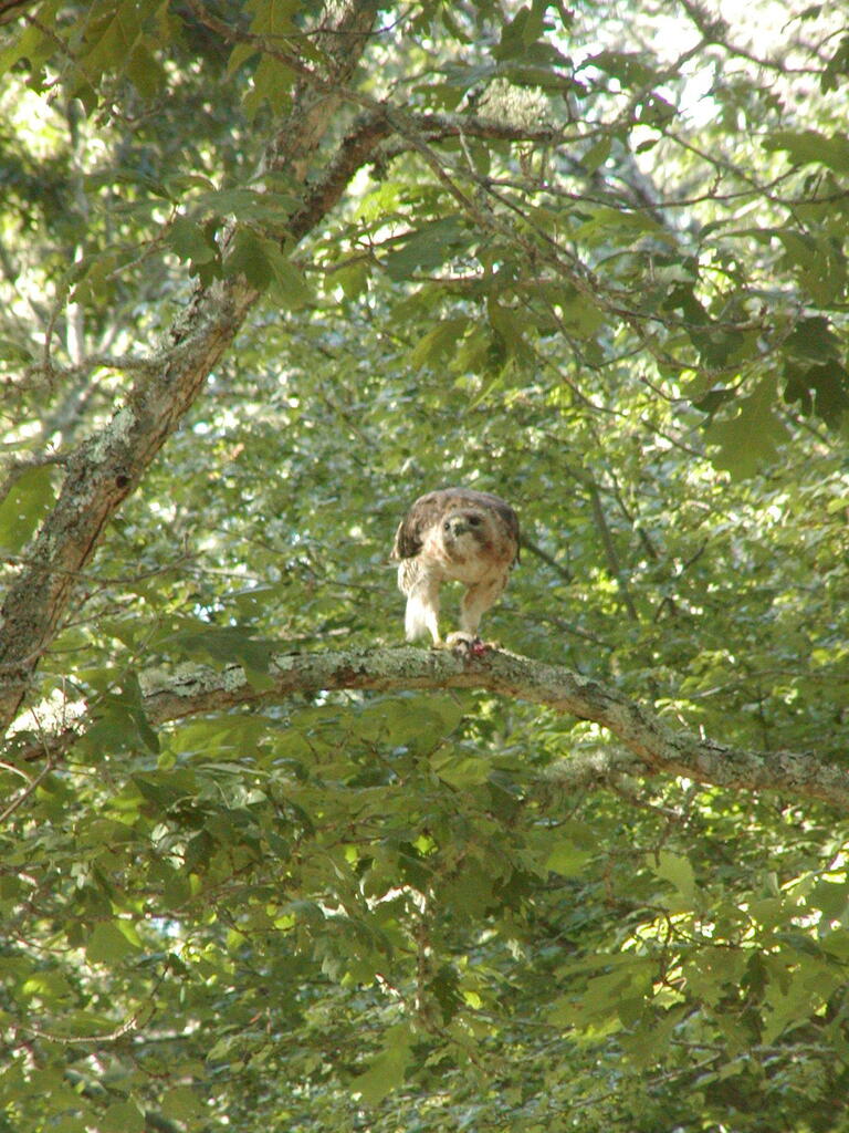 No description provided for: /2010/07-09/0814-hawk/photo07.html