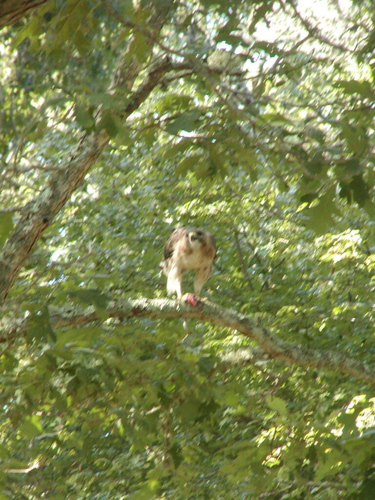 No description provided for: /2010/07-09/0814-hawk/photo08.html