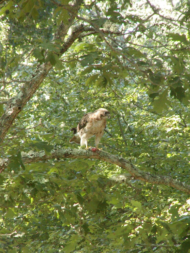 No description provided for: /2010/07-09/0814-hawk/photo09.html
