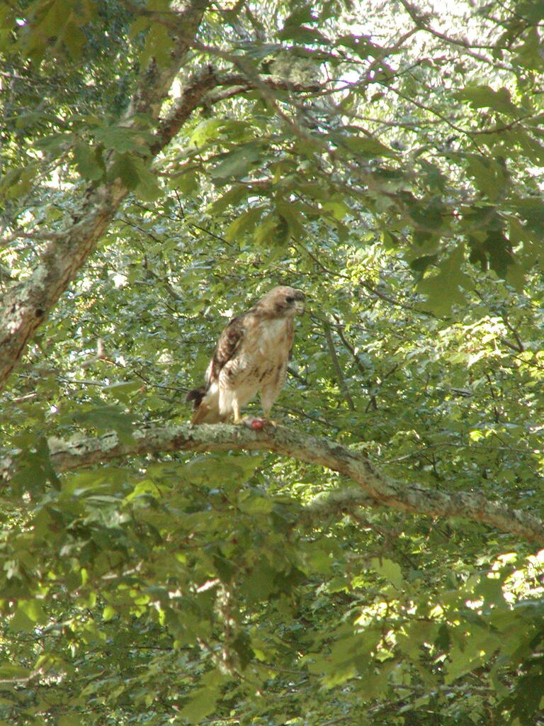 No description provided for: /2010/07-09/0814-hawk/photo10.html