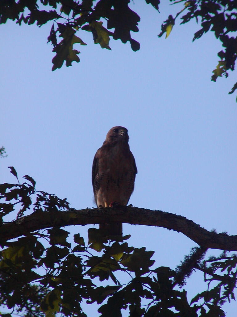 No description provided for: /2010/07-09/0814-hawk/photo11.html