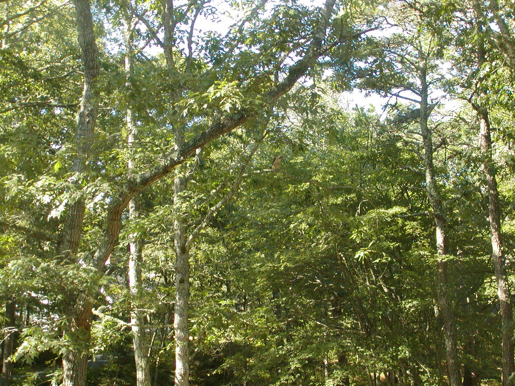 No description provided for: /2010/07-09/0814-hawk/photo12.html