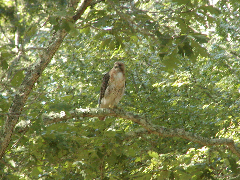 No description provided for: /2010/07-09/0814-hawk/photo13.html