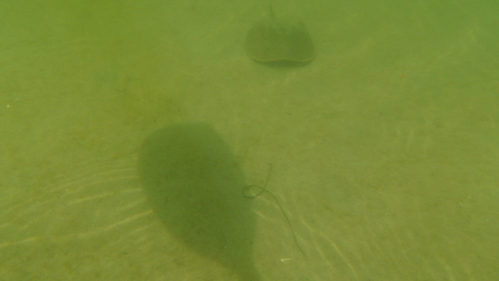 No description provided for: /2010/07-09/0821-cat-boats/_3/photo55.html