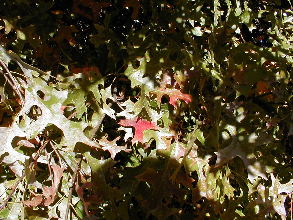 No description provided for: /2010/10-12/1120-erin-orleans-hikes/photo01.html