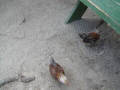 Image file: photo23.jpg