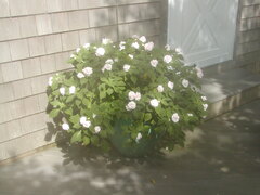 Image file: photo01.jpg