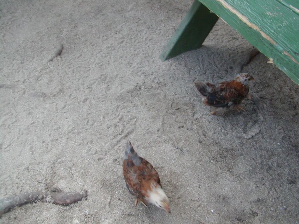 No description provided for: /2011/0507-bvi/_1/photo23.html