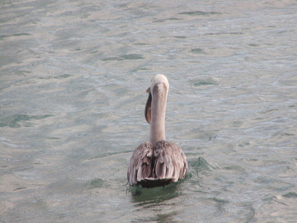 No description provided for: /2011/0509-bvi/_1/photo17.html