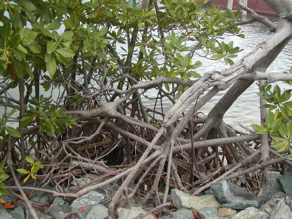 No description provided for: /2011/0510-bvi/_1/photo04.html